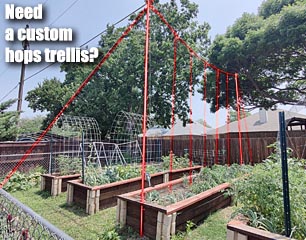 Custom trellis for growing hops in North Texas
